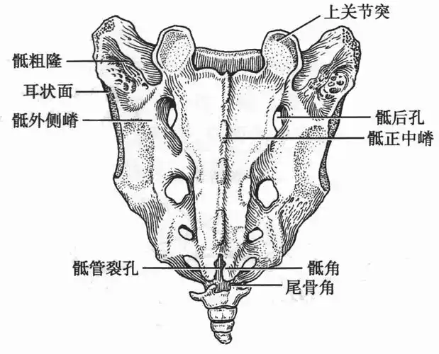 守护你的骶骨,远离久坐之伤