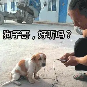 真正的音乐,给狗子听音乐搞笑图片-皮蛋表情包