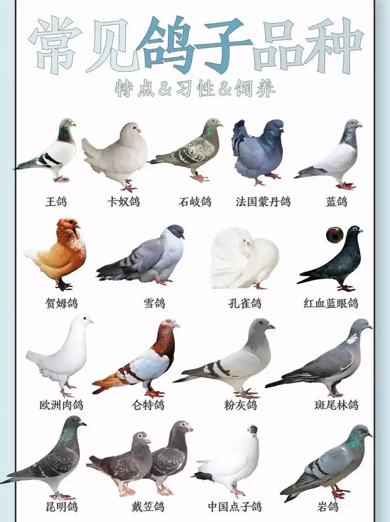 鸽子品种#信鸽赛鸽 #赛鸽不死必归的精神  - 抖音