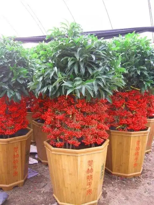 盆栽金玉满堂(客厅养盆金玉满堂)1