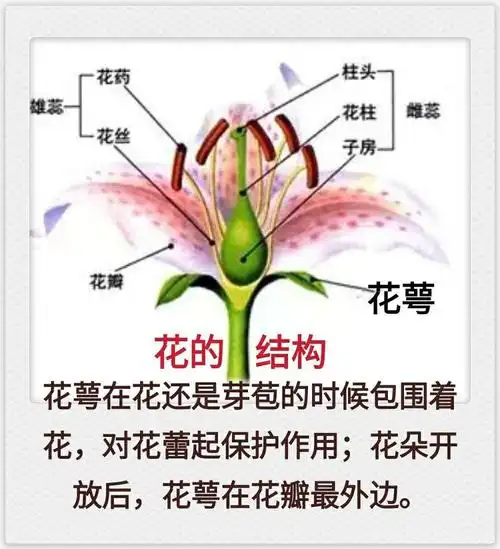 才识此花真面目【原创图文】