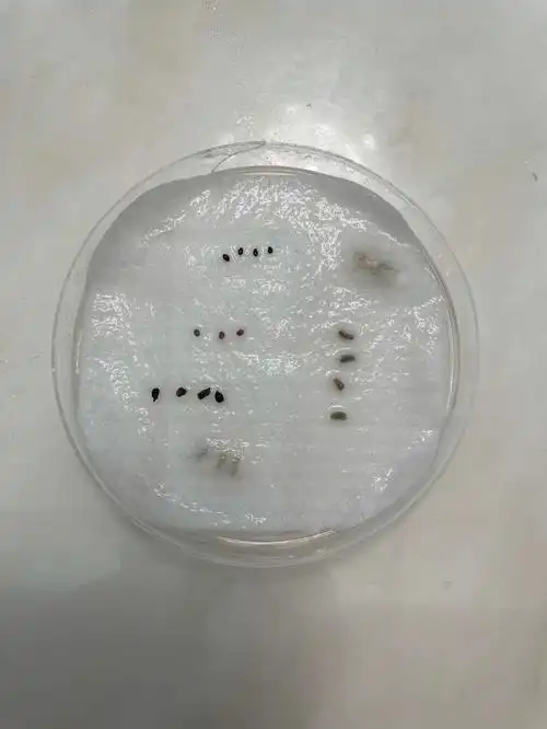 切花康乃馨,美女樱杏色,罗森小丑菊,高加索蓝盆花,水果黄瓜#纸巾催芽