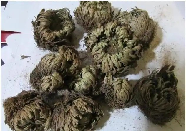 九死还魂草可几十年滴水不沾而遇水则活关键还治病养人