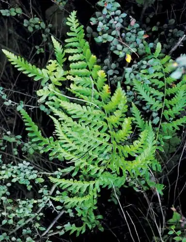 大果鳞毛蕨