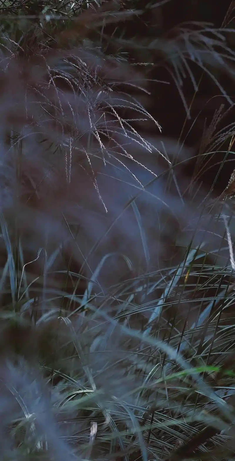 爱意如野草疯长 肆意蔓延#唯美意境 #每一帧都是热爱 #捕捉 - 抖音