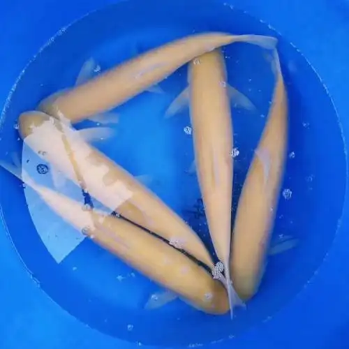 鱼苗草鱼金草黄金俄罗斯金丝淡水养殖活体鱼