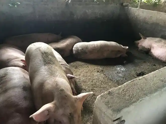 四川省成都市蒲江县供应土杂猪生猪