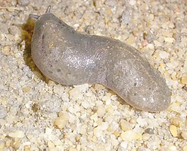 有一种软体动物象蜗牛,但没有壳,它的名字叫什么?