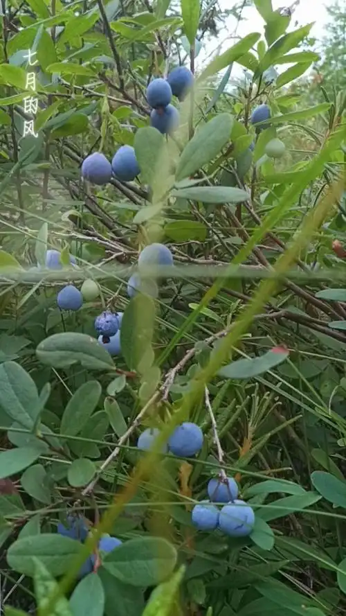 野生蓝梅土名也叫电果