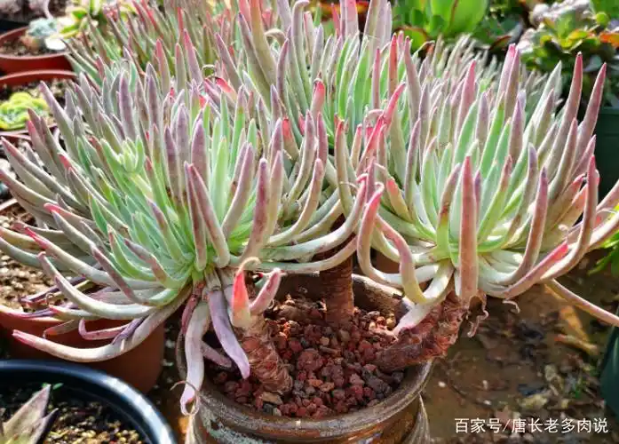 仙女杯多肉爱杜丽丝,有点冷反而适合养!选盆和配土都已帮你想好