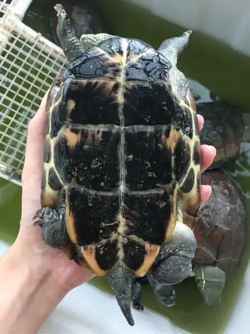 【已出】出一只老母草龟.下蛋龟