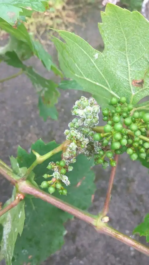 灰霉病霜霉病白粉病葡萄3大病害图谱来袭你会区分吗