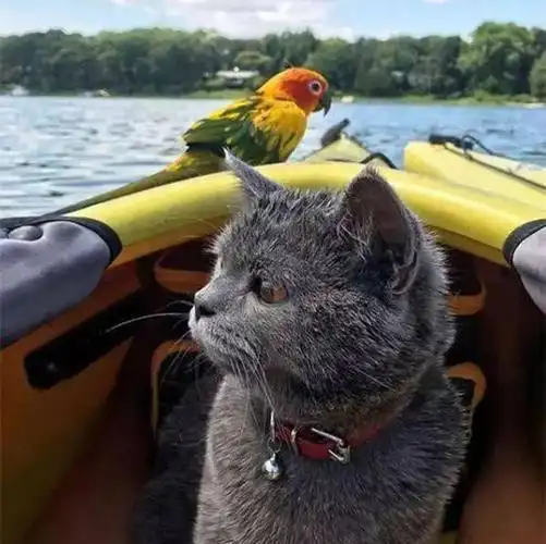 在家里腻歪,这位网友还会带着小猫和鹦鹉外出玩耍,比如出去划划船啊