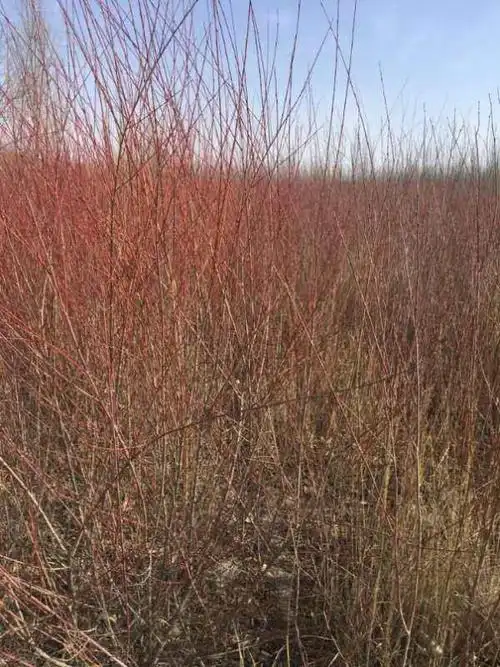 红柳小苗 基地一年生红柳价格 清地红柳80万棵