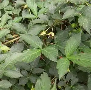 倒钩刺的功效与作用-图片-禁忌-乡间郎中