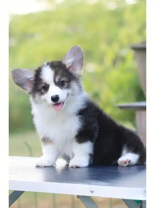 三色柯基妹妹小花椒