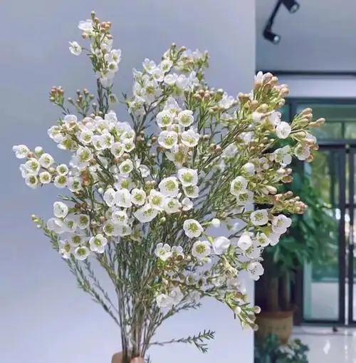 澳洲腊梅|花材日记别名:风蜡花,杰拉尔顿蜡花花语:高洁,坚贞花期:6-11