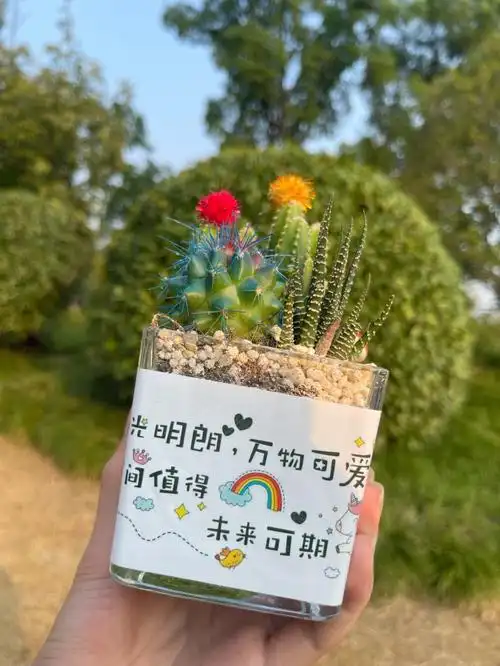 阳光明朗,万物可爱,人间值得,未来可期!