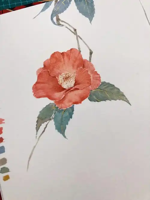 古风水彩山茶花国风绘画