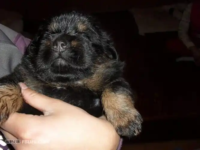 出售20天的藏獒幼崽