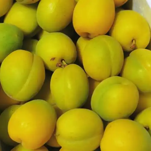 熬成梅子酱做风味美式#梅子  #青梅酒  #梅子酱知道是杏子了,大家以后