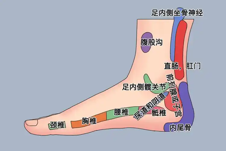 左右脚内外侧反射区相同.