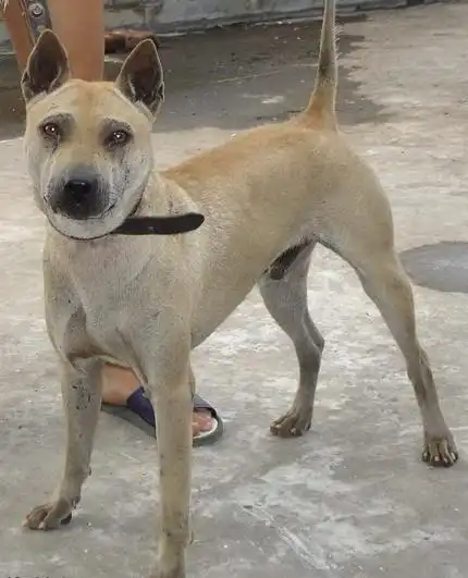 箭毛的箭毛猎犬