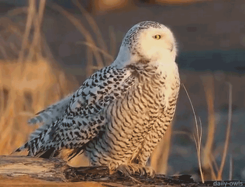 雪鸮终身一夫一妻制,但并不是所有夫妻历尽千辛都能顺利带大一整窝