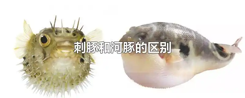刺豚和河豚的区别