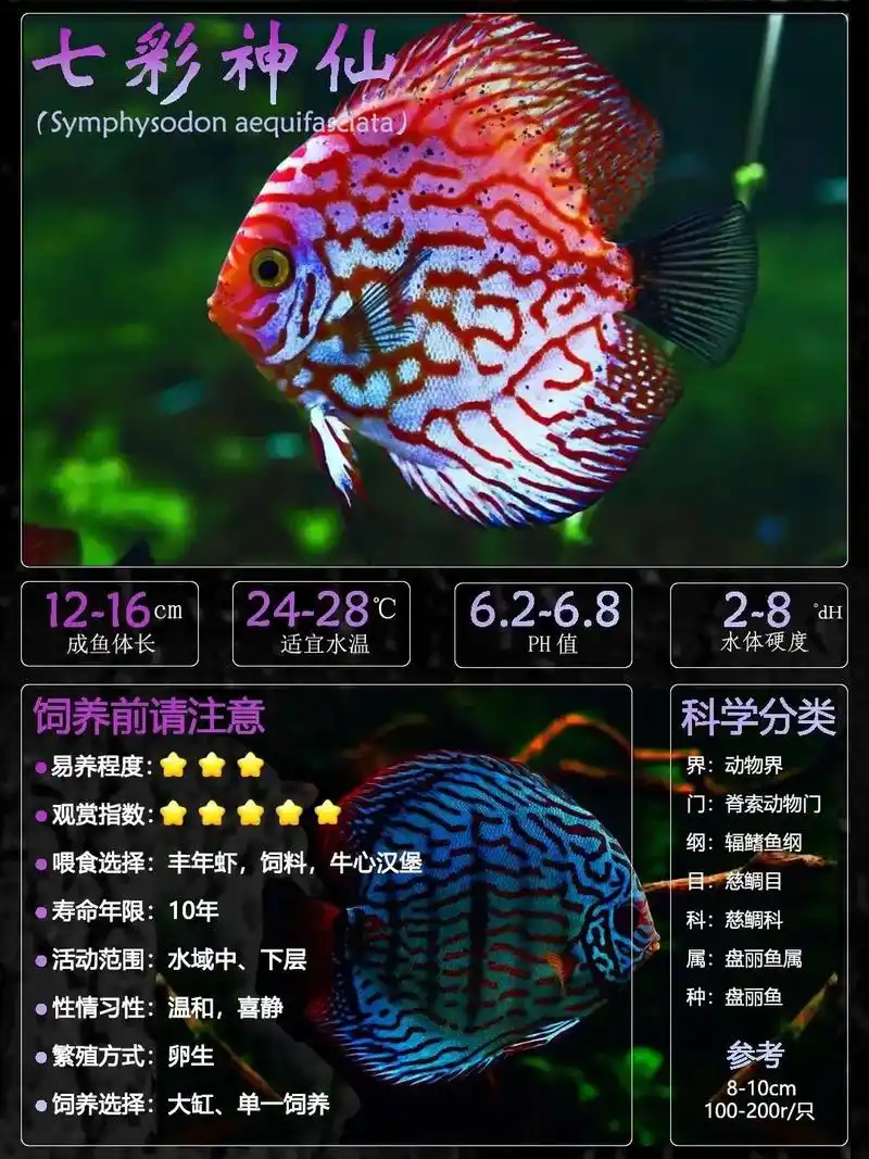 七彩神仙鱼怎么饲养.七彩神仙鱼,因其色彩斑斓,体型优雅而备受