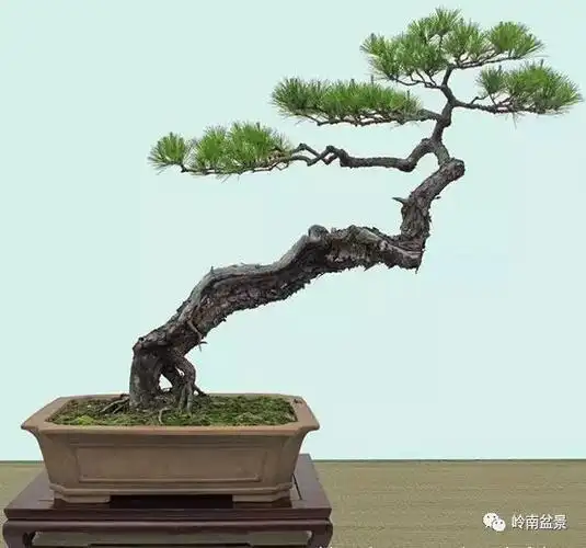 顶上功夫丨最常见的八种盆景结顶方式