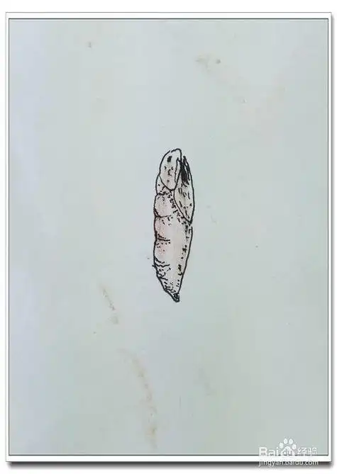 蚕蛹的身体结构简笔画