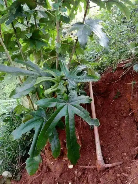 三指毛桃可以吃吗(三指毛桃的功效与作用)