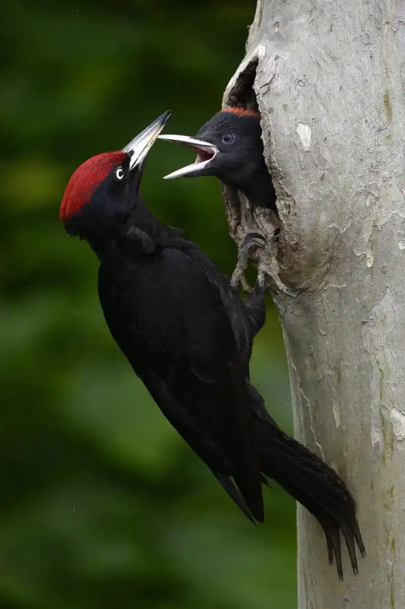 (15)匈牙利的鸟类