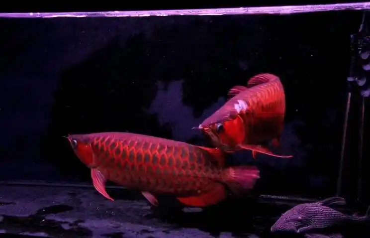 风水招财鱼图片招财鱼长什么样子