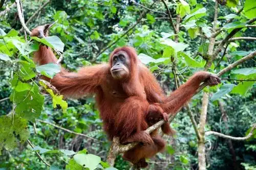 an orangutan that is legally considered a non-human person is