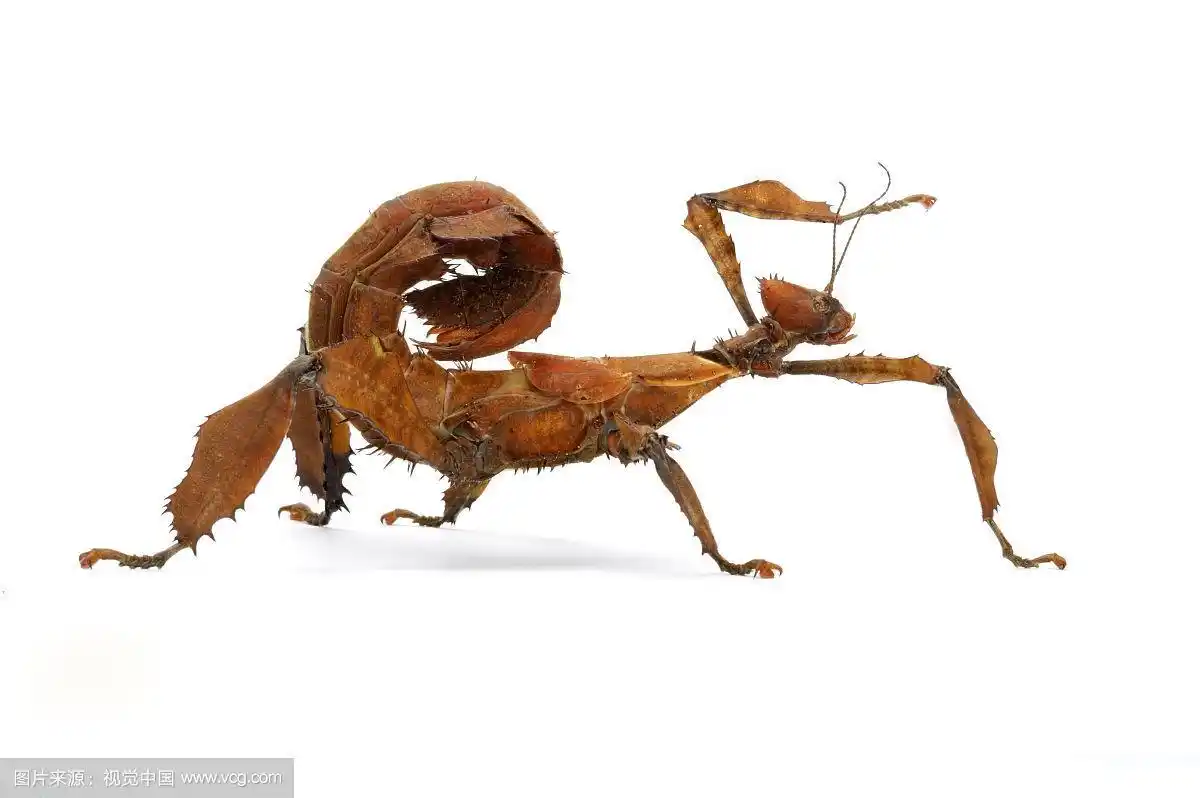 幽灵竹节虫,竹节虫,昆虫