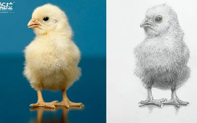 妈妈拉艺术学院裴俊飞老师整体素描动物班之小鸡视频学习示范