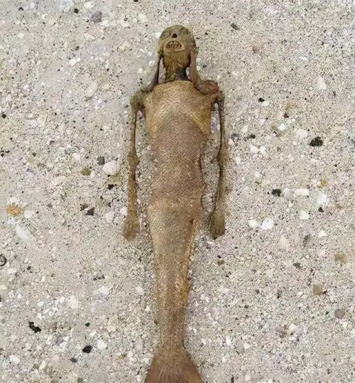 美人鱼的传说(美人鱼的资料全部)-世界十大之最