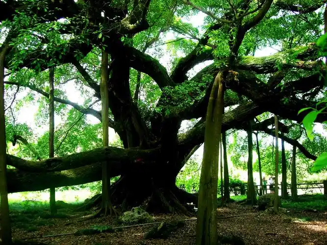 一个背包,一台相机,一个人的桂林游,明年继续圆云南梦