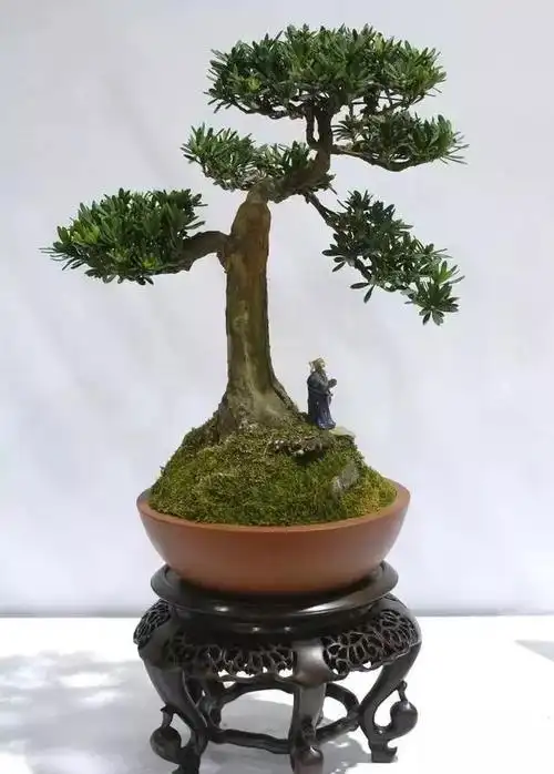 直杆式盆景:快速改善树干收尖?注意看操作步骤