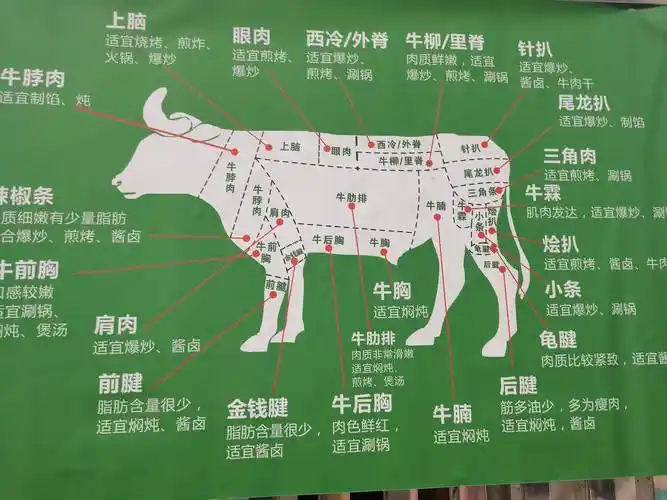 全牛部位分割生活中常见的牛腩有:排腩,肋腩,白腩,人们吃得较多的就是