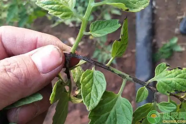 浅谈西红柿炭疽病的发生规律及防治方法