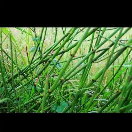 笔筒草木贼草节节草笔杆草节骨草通气草笔头草新鲜现采 枝杆(鲜500克)