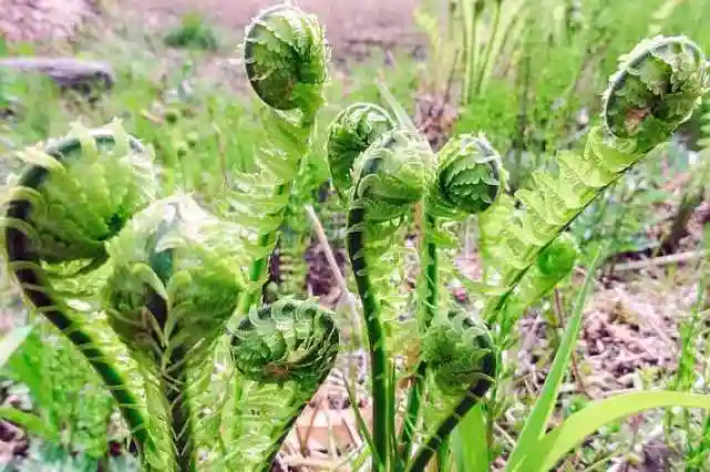 山野菜图片民间野菜大全