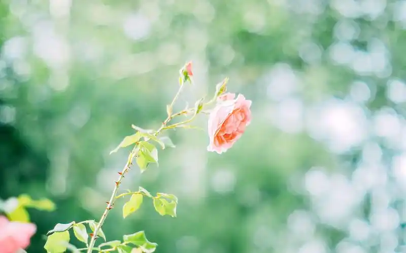 夏日唯美小清新图片桌面壁纸-风格壁纸-手机壁纸下载-美桌网