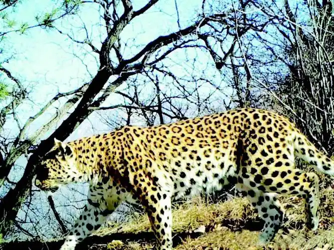 华北豹现身历山