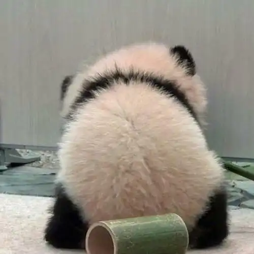 圆滚滚软萌熊猫可爱背影微信头像,动物头像图片-回车桌面