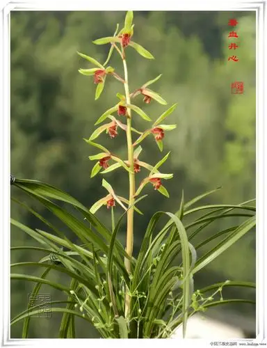 2021春蕙开品系列碧血丹心壹