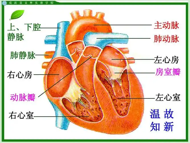 第三节     物质运输的途径ppt